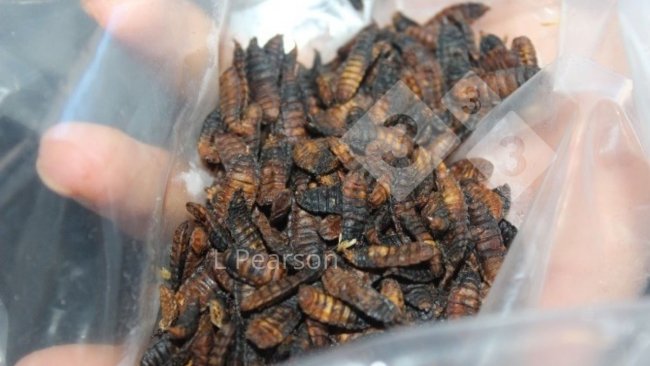 Figura 1. Producción de larvas de mosca soldado negra.