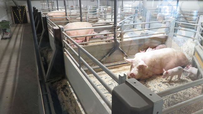 Sistema de suelo móvil implementado en cerdas lactantes.