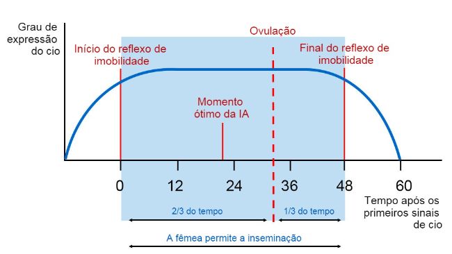 Figura 1. Representa&ccedil;&atilde;o gr&aacute;fica do reflexo de imobilidade, ovula&ccedil;&atilde;o e momento &oacute;timo de IA em uma porca com cio de 60h. Fonte Carles Casanovas.
