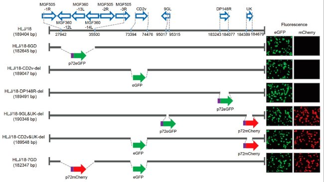 Figura 1. Generazione e valutazione della virulenza di diversi virus della peste suina africana con geni eliminati. Rappresentazione schematica di geni e regioni cancellati in ciascun virus della PSA con geni eliminati. I segmenti genici eliminati sono stati sostituiti con i geni marker p72eGFP, eGFP o p72mCherry. A destra del diagramma sono mostrati i macrofagi alveolari suini primari infettati dal virus che esprimono fluorescenza diversa. Sono specificate le posizioni nucleotidiche che indicano i limiti della delezione relativi al genoma del virus della PSA HFJ / 18