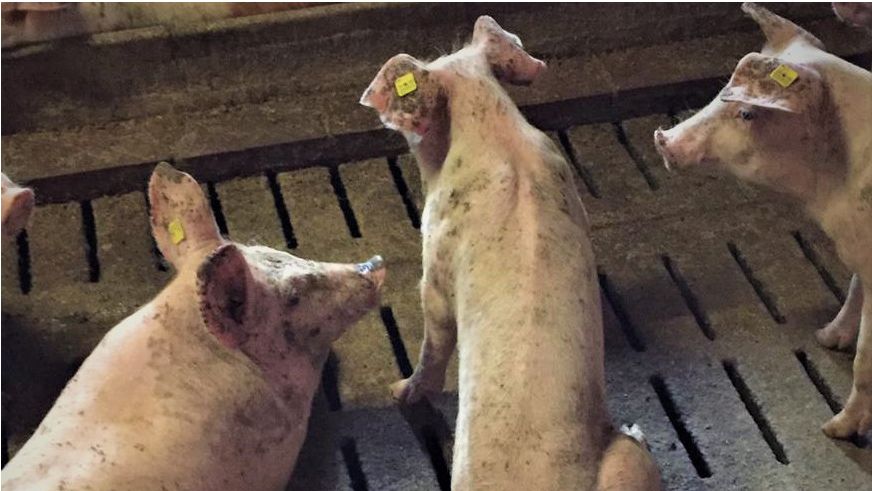 Foto 2: Suino con deperimento nel reparto d'ingrasso.
