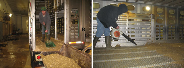 Immagine 2: Processo di pulizia a secco in cui la maggior parte del materiale organico viene rimosso manualmente. Foto cortesia del Dr. Clayton Johnson di Carthage Veterinary Services.