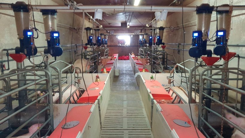 Immagine&nbsp;1. Alimentatori elettronici di sala parto installati in un allevamento commerciale (Centro de Experimentaci&oacute;n Porcino, Aguilafuente, Segovia) dove &egrave; stato realizzato lo studio.
