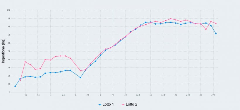 Figura 1. Consumo di mangime dal giorno 107 di gestazione fino allo svezzamento (giorno&nbsp;28 di lattazione) di scrofe alimentate con un massimo di&nbsp;2,8 kg/giorno&nbsp;(Lotto&nbsp;1) e&nbsp;4,2 kg/giorno&nbsp;(Lotto&nbsp;2) di mangime durante i giorni prima del&nbsp;parto.
