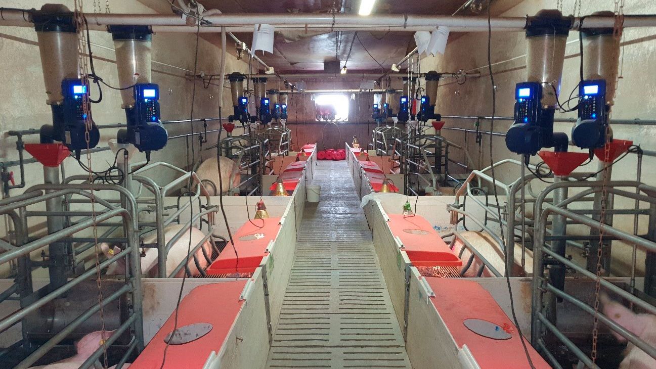 Immagine&nbsp;1. Alimentatori elettronici di sala parto installati in un allevamento commerciale (Centro de Experimentaci&oacute;n Porcino, Aguilafuente, Segovia) dove &egrave; stato realizzato lo studio.
