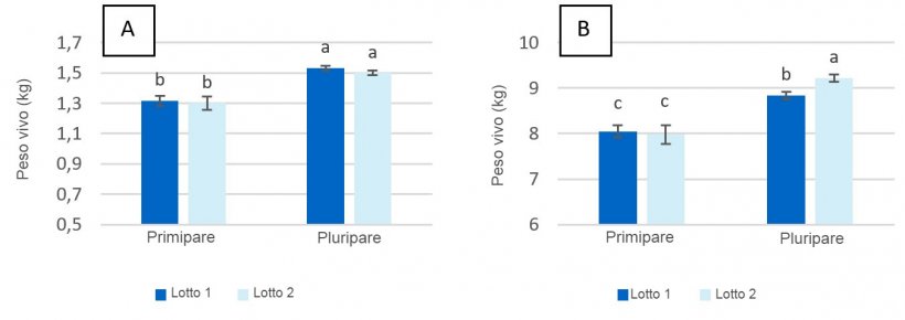 Figura 2. Peso vivo dei suinetti al momento della nascita&nbsp;(A) ed al momento dello svezzamento&nbsp;(giorni 28 di lattazione) (B) delle scrofe primipare e pluripare alimentate con un massimo di&nbsp;2,80 kg/giorno&nbsp;(Lotto&nbsp;1) e&nbsp;4,20 kg/giorno&nbsp;(Lotto&nbsp;2) di mangime durante i giorni prima del parto.
