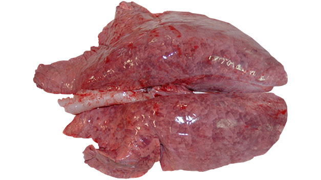 Figura 1: Polmonite interstiziale causata da PRRSV.
