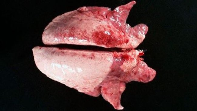 Foto 2. Il consolidamento cranio-ventrale del polmone può essere osservato con Mycoplasma hyopneumoniae.