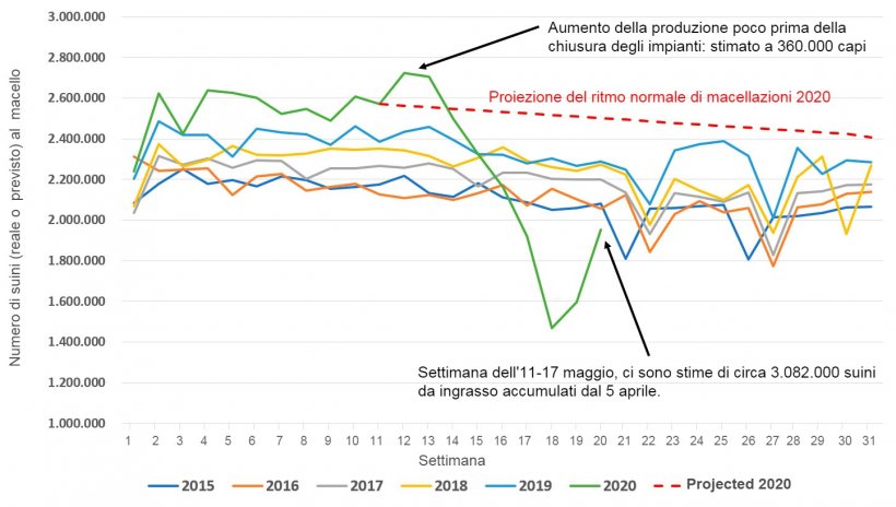 Figura 1. Numero di suini macellati nei macelli&nbsp;negli Stati Uniti a settimana, da gennaio a luglio 2015-2020 o previsioni di macellazione in circostanze normali (linea tratteggiata rossa). Fonte dei dati: USDA NASS Slaughter Survey e AMS LM_HG201
