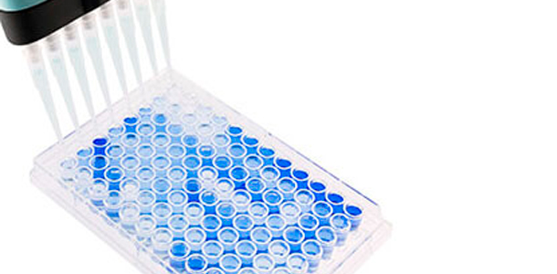 Imagen 1. Plato de ELISA de fondo plano con 96 pocillos usado para serolog&iacute;a de PRRSV. Las muestras positivas se muestran en azul. Fuente: Base Pair Biotechnologies.
