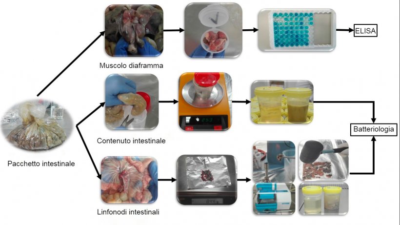 Processamento&nbsp;di campioni intestinali provenienti da suinetti per la rilevazione di&nbsp;Salmonella.
