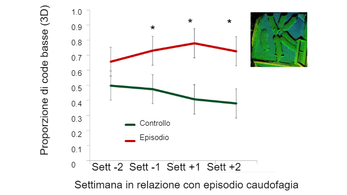 Figura 2. Proporzione di code basse in relazione al tempo di comparsa dell&#39;episodio di caudofagia.
