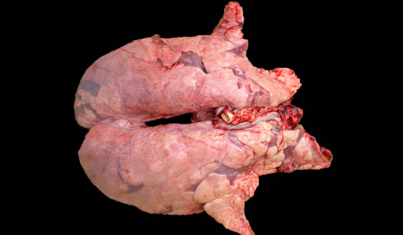 Figura 2. Polmone di un suino&nbsp;co-infettato da M. hyopneumoniae e PRRSV. Polmone non collassato con aree di lesione rosso-brunastre&nbsp;distribuite in tutto il parenchima, lesioni tipiche della PRRS, che presentano, contemporaneamente nelle aree cranio-ventrali, aree di consolidamento, di colore rossastro, causate da infezione da M. hyopneumoniae .
