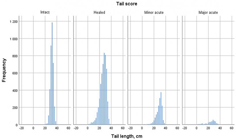 Figure 2. Distribuzione della lunghezza delle code nei suini da ingrasso con differenti score di lesioni al macello dopo la scottatura.&nbsp;(n&nbsp;= 10 889).
