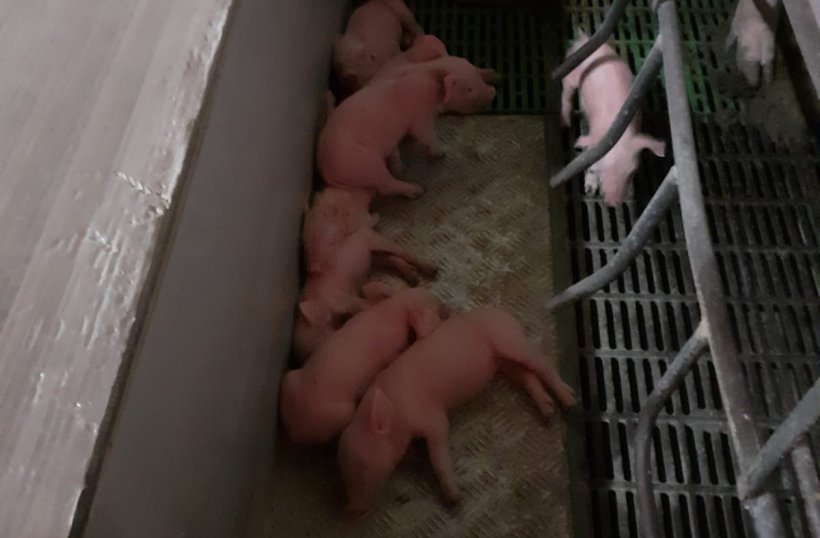 Immagine&nbsp;2: CFigliata di piccoli suinetti adottati o di scarsa qualit&agrave; sotto una scrofa balia. Foto per gentile concessione di&nbsp;Ramaderies Duch.&nbsp;
