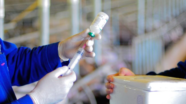 Fonte: Jairo Backes - Embrapa Suínos e Aves