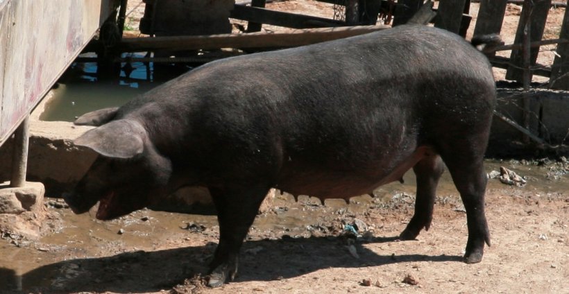 Scrofa di Nero Siciliano. Fonte: OppidumNissenae
