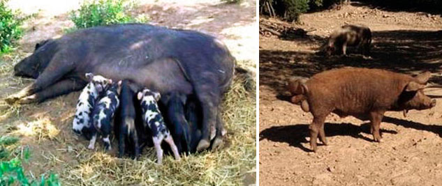 Figure 2. Scrofa sarda con suinetti&nbsp;(foto&nbsp;LAORE Sardegna) e cinghiale sardo (foto&nbsp;S. Porcu).
