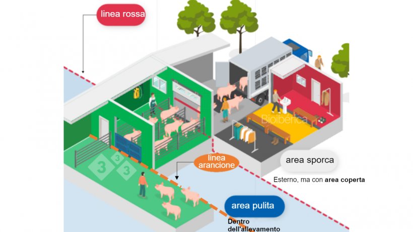 Immagine 1. Area di carico progettata&nbsp;per caricare i suini su un camion. Una doppia linea di separazione (linea rossa e arancione tratteggiata) &egrave; stata creata tra le aree pulite e sporche per migliorare la biosicurezza di questo procedura. Immagine per gentile concessione di Bioiberica.
