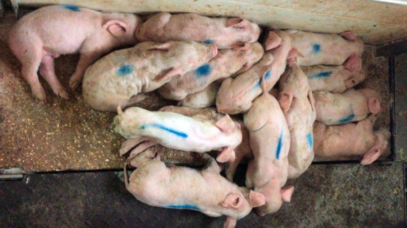 Immagine&nbsp;1. Nell&#39;immagine si possono vedere suinetti di tre giorni con diarrea liquida giallastra molto emaciati, bagnati e con una sensazione termica di freddo, che si accumulano sul tappetino riscaldato.
