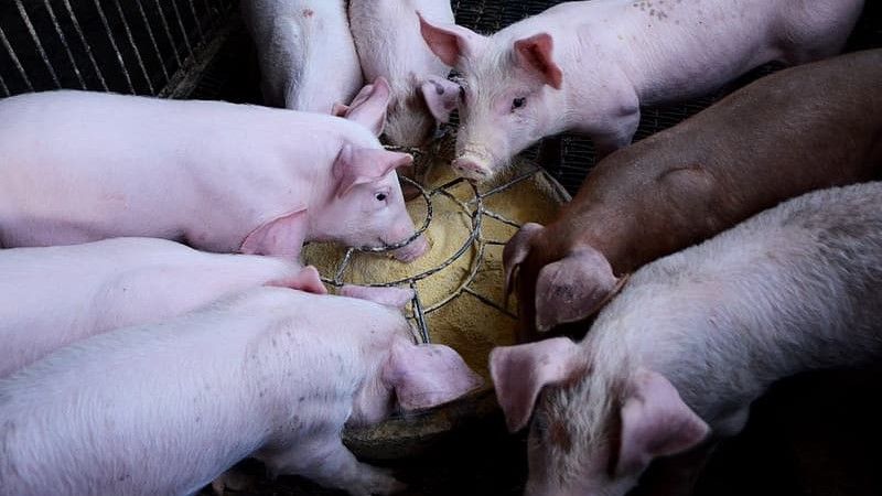 I probiotici possono modulare meglio il microbiota di un suino&nbsp;giovane rispetto a quello di un suino&nbsp;maturo.
