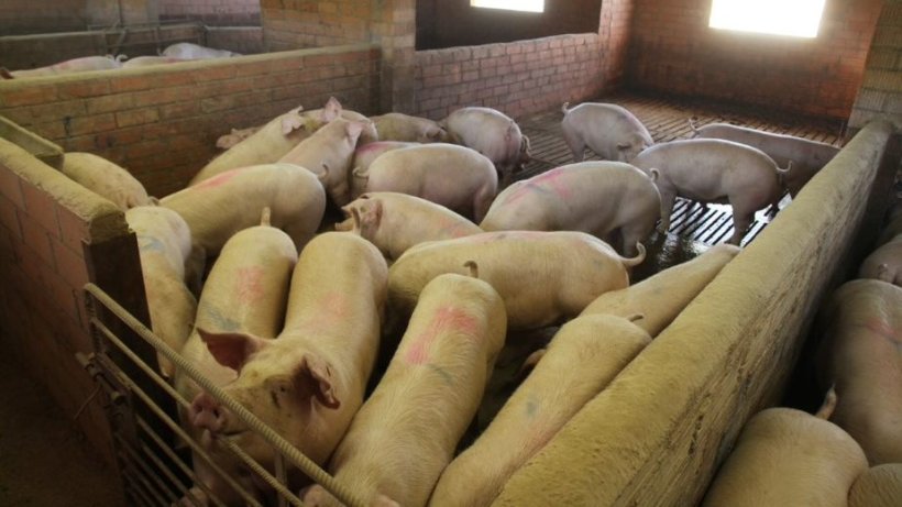 Foto 1. La ubicación de los corrales puede tener un impacto en el rendimiento de los cerdos.