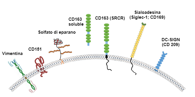 Immagine 2. Illustrazione dei recettori generalmente considerati per il PRRSV. Fonte: Zhang, Q., Yoo, D. (2015)
