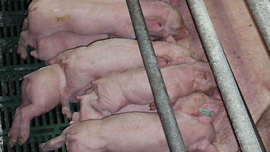 L'integrazione con il&nbsp;latte non sostituisce il latte materno, ma lo integra...
