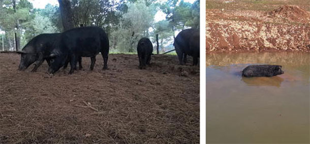 Figure 2 and 3. Apulo-Calabrese sow with piglets (left) and Apulo-Calabrese boar (right).
