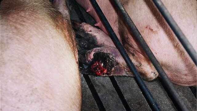 Lesioni podalli di una scrofa
