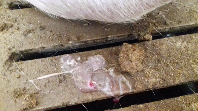 Foto 1. Perdita embrionaria