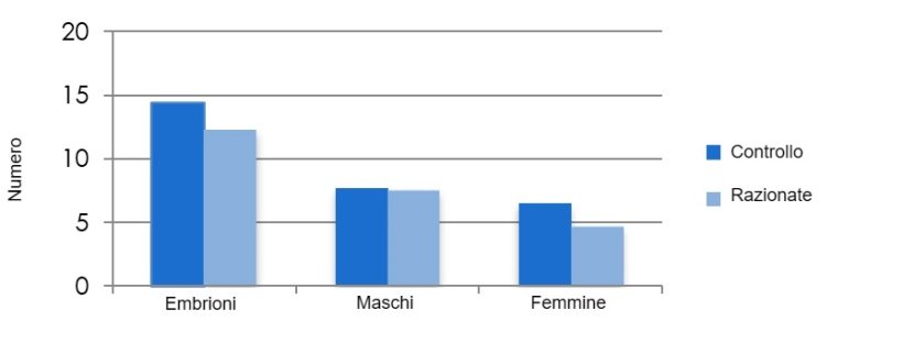 Relazione tra alimentazione durante l'allattamento e sopravvivenza dell'embrione. Vinsky, M. D. et al. (2005) La restrizione nutrizionale nelle scrofe primipare in allattamento influenza selettivamente la sopravvivenza dell'embrione femminile e lo sviluppo complessivo della figliata. Riproduction, fertility and development: 18(3) 347–355