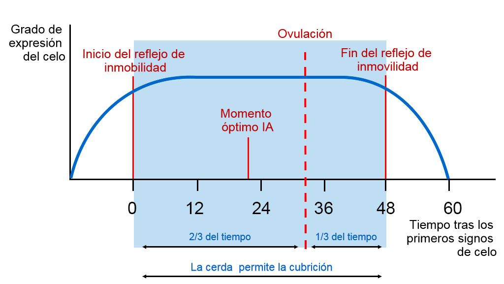 Figura 1. Rappresentazione grafica del riflesso dell'immobilit&agrave;, dell'ovulazione e del momento ottimale di AI in una scrofa con un calore di 60 ore.&nbsp;Fonte:&nbsp;Carles Casanovas.
