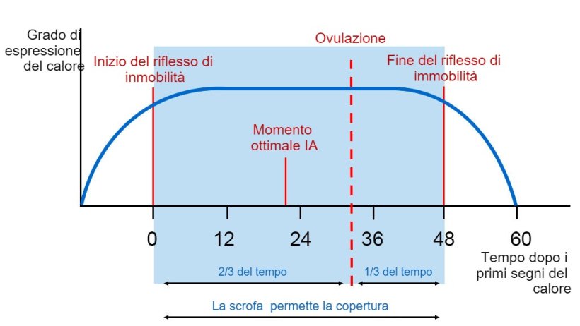 Figura 1. Rappresentazione grafica del riflesso dell'immobilità, dell'ovulazione e del momento ottimale di AI in una scrofa con un calore di 60 ore. Fonte: Carles Casanovas.