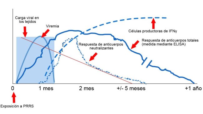 Schema di rilevamento di virus e anticorpi dopo l'esposizione alla PRRS: il grafico seguente mostra le variazioni di concentrazione (asse Y) nel tempo (asse X) dei diversi analiti utilizzati nei saggi. Dopo l'esposizione al virus PRRS, il virus appare nel sangue (viremia) che di solito dura tra le 2 e le 4 settimane, a seconda dell'età e dello stato immunitario del suino. La sieroconversione (rilevamento di anticorpi) di solito si verifica tra 7 e 10 giorni dopo l'esposizione e dura diversi mesi prima di diventare sieronegativa. Gli anticorpi neutralizzanti compaiono tra 4 e 6 settimane dopo l'esposizione (López e Osorio, 2004).