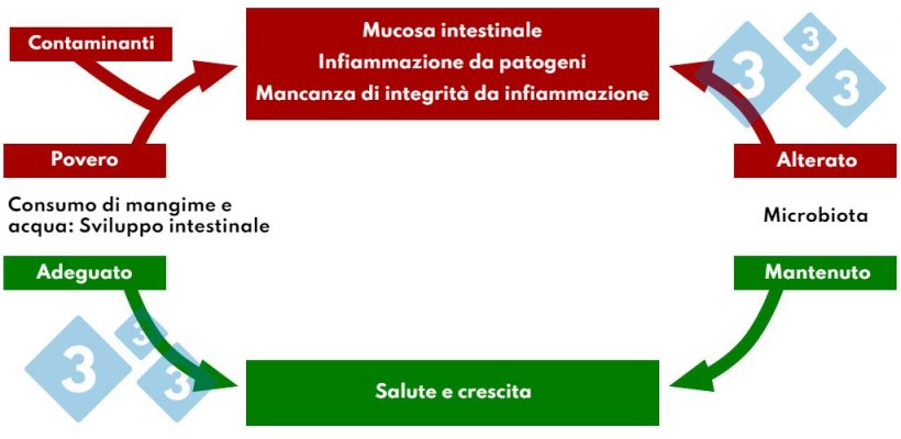 Tabella&nbsp;4. Interazione del consumo di mangime e acqua nella patologia intestinale.
