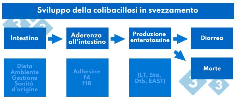 Tabella&nbsp;2. Sviluppo della colibacillosi in svezzamento
