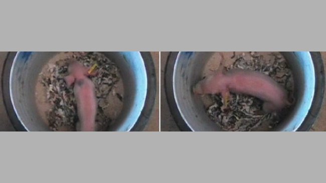 Lechón en cubo para evaluar su viabilidad