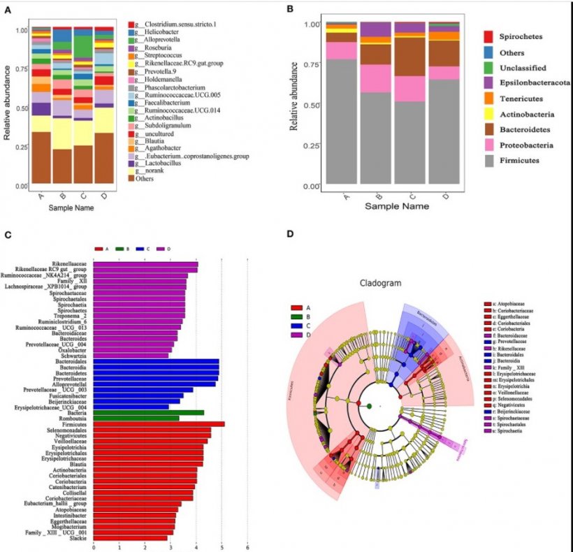 Changes of caecum microbiota compositions of weaned piglets fed with or without dietary bacteriophage (n = 5). (A) The relative abundance of caecum microbiota composition at the phylum level. (B) The relative abundance of caecum microbiota composition at the genus level. (C) Cladogram and LDA value distribution histogram. Sample name A: the control diet supplemented with 25 mg/kg quinocetone and 11.25 mg/kg chlortetracycline in the basal diet; Sample name B: 200 mg/kg bacteriophage diet; Sample name C: 400 mg/kg bacteriophage diet; Sample name D: 600 mg/kg bacteriophage diet. The bacterial taxa were significantly differentiated between the bacteriophage group and the control group using linear discriminant analysis coupled with effect size (LEfSe) with the default parameters. Fonte: https://doi.org/10.3389/fvets.2021.623899
