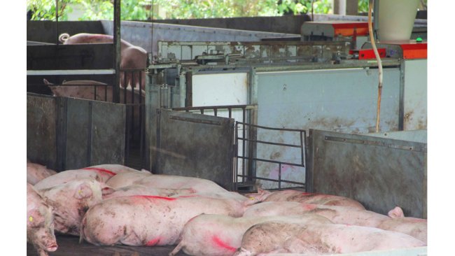 Compartimentación sanitaria en la producción porcina. Fuente: divulgação Seagri-DF