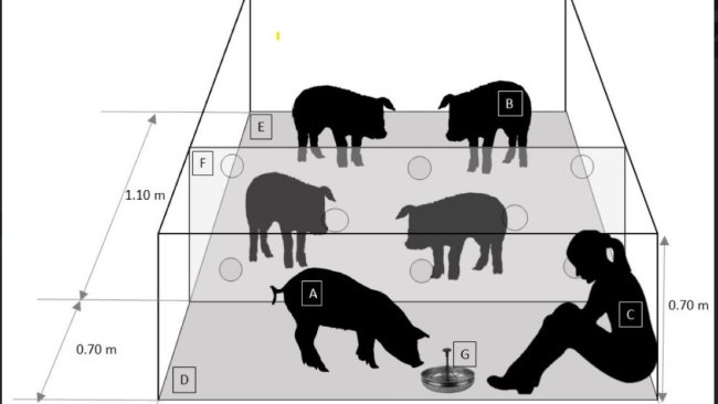 Rappresentazione schematica del box (Vista fronte) durante una sessione. A (suino dimostratore A (dominante o sottomesso), B: suino osservatore; C: operatore; D: area di studio; E area del suino dimostratore; F: Divisoria in acrilico trasparente; G: abbeveratoio con soluzione al 16% di saccarosio.