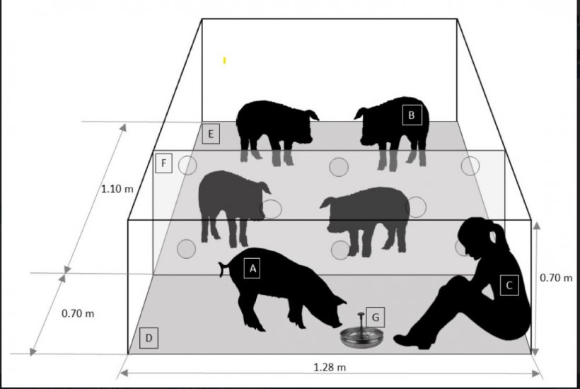 Rappresentazione schematica del box (Vista fronte) durante una sessione. A (suino dimostratore A (dominante o sottomesso), B: suino osservatore; C: operatore; D: area di studio; E area del suino dimostratore; F: Divisoria in acrilico trasparente; G: abbeveratoio con soluzione al 16% di saccarosio.
