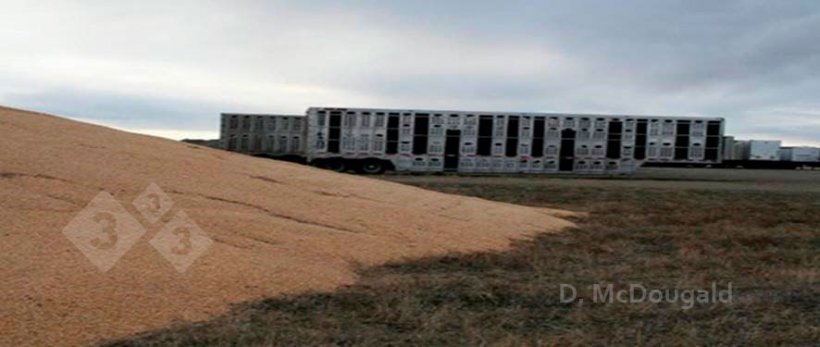 Immagine 2. Vicinanza a veicoli di trasporto contaminati e stoccaggio di mais all&#39;aperto. Per gentile concessione del dottor Doug McDougald.
