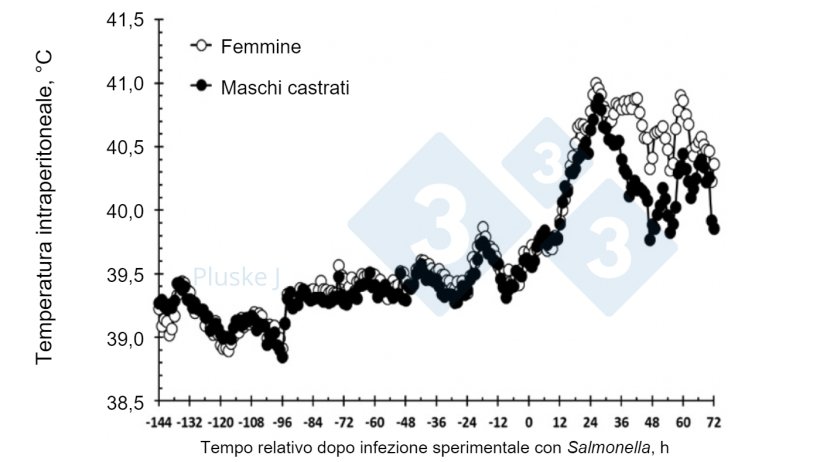 Figura 2. Effetto dell'essere una femmina o un maschio castrato sulla risposta della temperatura intraperitoneale a un challenge orale con Salmonella typhimurium. C'&egrave; stata un'interazione sesso-tempo (P <0,001) in cui le femmine avevano una temperatura pi&ugrave; alta rispetto ai suini castrati tra 36-63 e 72 ore dopo l'infezione sperimentale&nbsp;(Burdick Sanchez et al., 2017).
