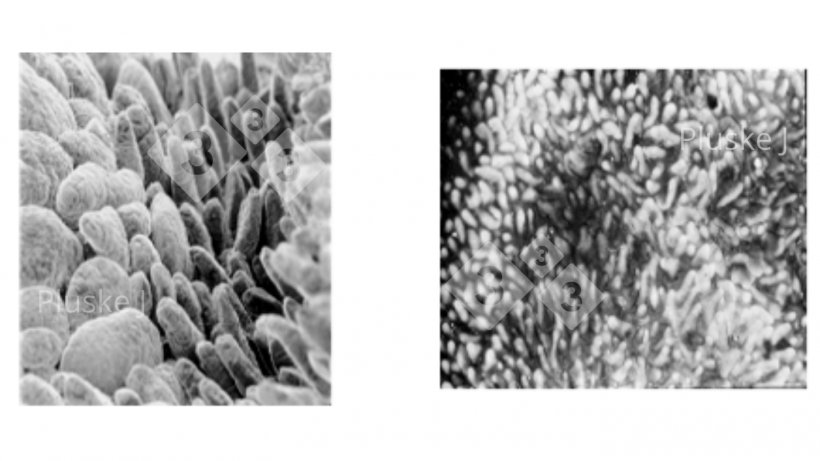 Figura 1. Modifica della struttura dell&#39;intestino tenue cinque giorni dopo lo svezzamento (a destra) rispetto a un suinetto prima dello svezzamento (a sinistra) (Pluske, 1995).
