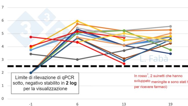 Figura 2. S9 di S. suis nel cavo orale prima e dopo lo svezzamento. Il carico di S. suis sierotipo 9 (media dei campioni di saliva e tonsille) cambia dopo lo svezzamento per 15 suinetti di 3 figliate diverse (assegnate in base all'origine della scrofa, 3 per box allo svezzamento).