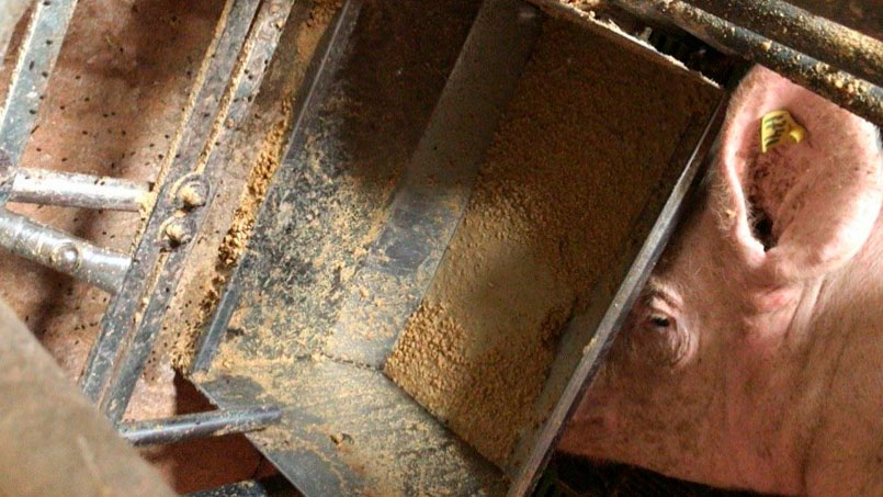 Immagine 2. &Egrave; necessario controllare l&#39;alimentazione nel periparto&nbsp;e nei giorni successivi al parto, evitando che la scrofa rifiuti&nbsp;il ​​mangime.
