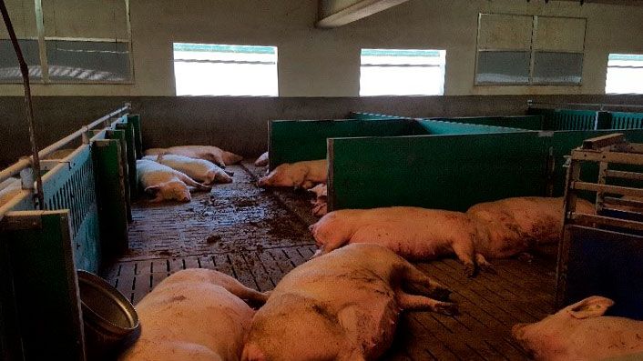 Immagine 1. &Egrave; importante rispondere dal punto di vista nutrizionale&nbsp;alle elevate esigenze nutrizionali delle scrofe iperprolifiche alla fine della gestazione per ridurre i problemi neonatali nel postparto.
