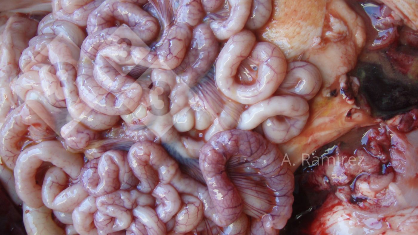 Immagine 2. Intestino tenue leggermente ondulato (a causa dell'ispessimento della parete intestinale) che suggerisce ileite cronica da lieve a moderata senza complicazioni. Se aprissimo l'intestino, l'ispessimento e l'increspatura diventerebbero pi&ugrave; evidenti.
