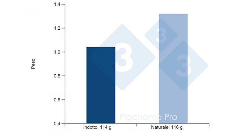 Figura 4: Confronto del peso alla nascita del parto indotto a 114 giorni e del parto naturale a 116 giorni nelle scrofe iperprolifiche (Le scrofe ci chiedono 3tre4? 1/2)
